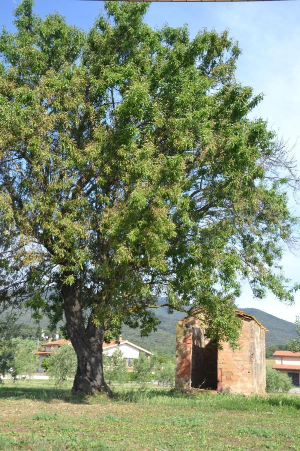 Agriturismo Il Vecchio Mandorlo Castiglione della Pescaia Extérieur photo